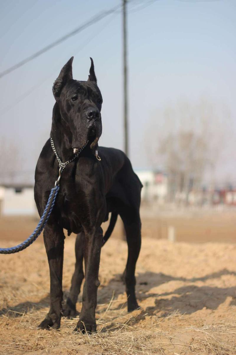 史丹利犬