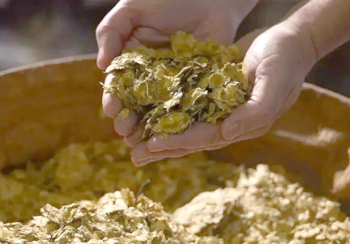 啤酒花浸膏和啤酒花的區(qū)別