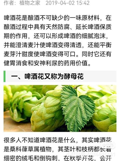 啤酒花的功效和作用