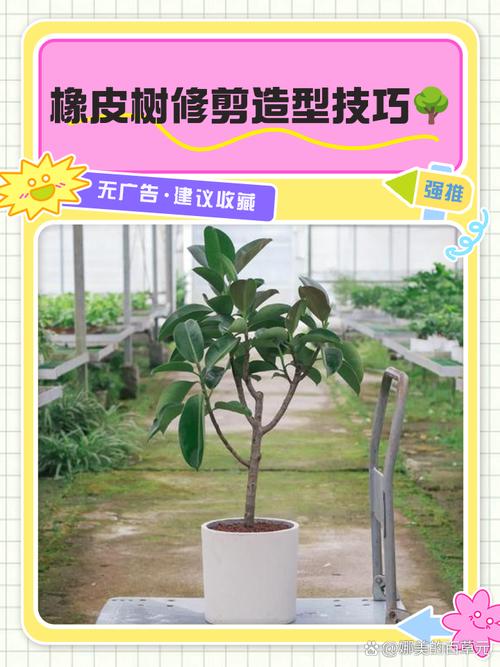 大橡皮樹修剪