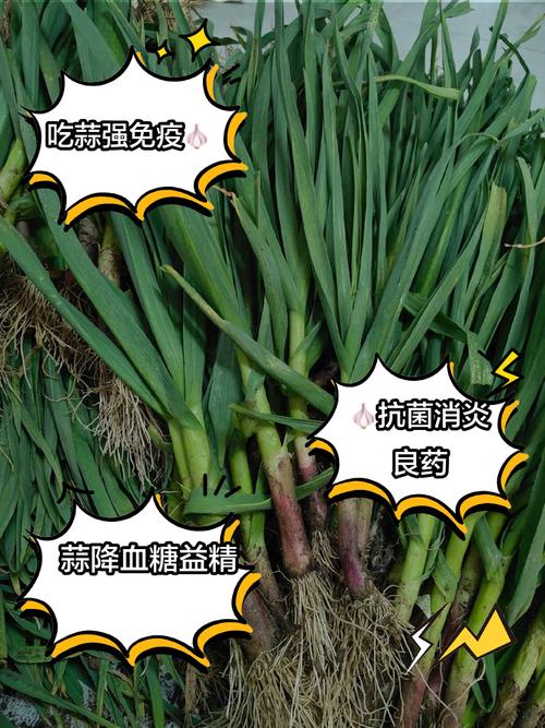 天天吃蒜對(duì)身體有什么壞處，天天釣魚(yú)